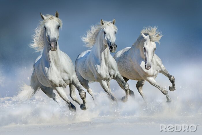 Sticker Silhouetten van rennende paarden