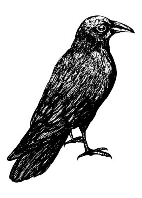 Sticker Sketch of a crow black outline on a white background isolated, stock vector illustration for design and decoration, sticker, baaner, oster, vintage, gothic