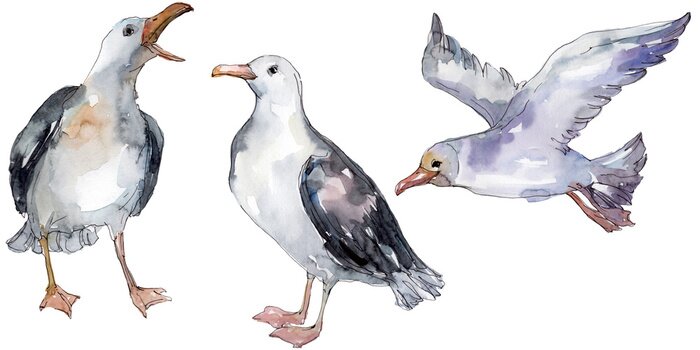 Sticker Sky bird seagull in a wildlife. Watercolor background illustration set. Isolated gull illustration element.