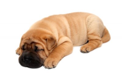 Sticker Slapende shar pei