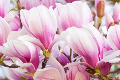 Sticker Sluit omhoog van vele magnolia's