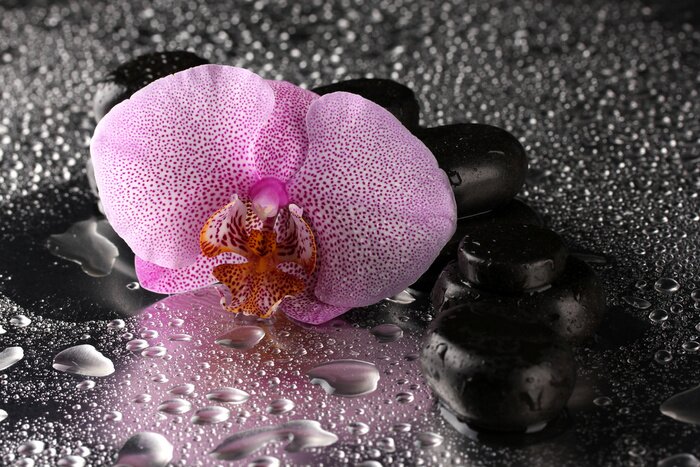 Sticker Spa stenen en orchidee bloem, op natte grijze achtergrond.