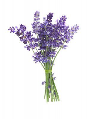 Sticker Stelletje lavendel op een witte achtergrond