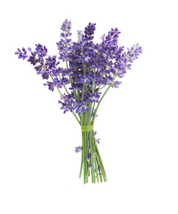 Sticker Stelletje lavendel op een witte achtergrond