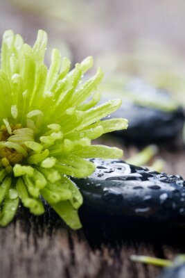 Sticker Stenen met water druppels