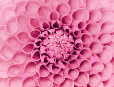 Sticker Sterk uitvergrote roze bloem