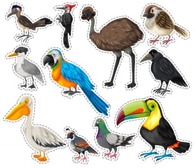 Sticker Sticker set met veel vogels