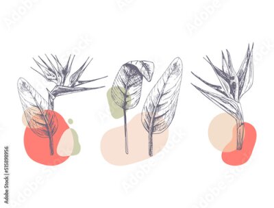 Sticker Strelitzia bloemen en bladeren abstracte compositie