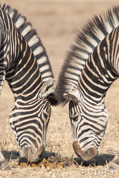 Sticker Symmetrische zebra's, Kruger park, Zuid-Afrika