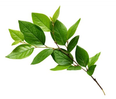 Sticker Takje met groene bladeren