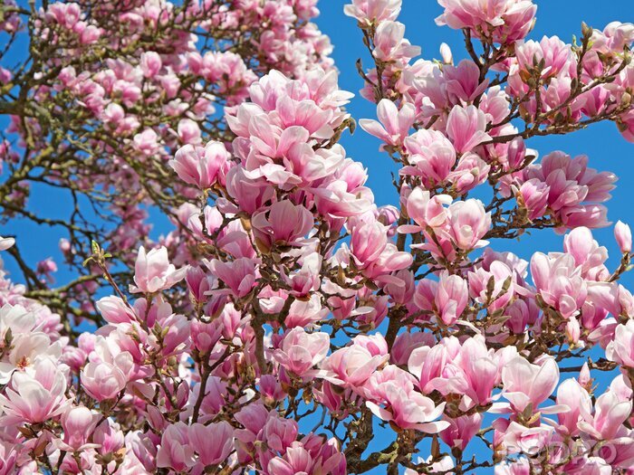 Sticker Takken van een bloeiende magnolia