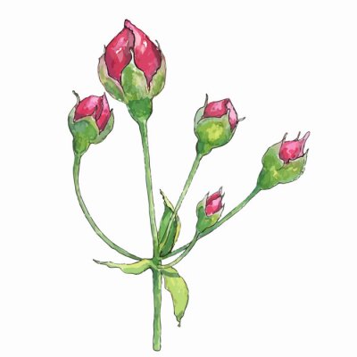 Sticker Tekenen met rozenknoppen