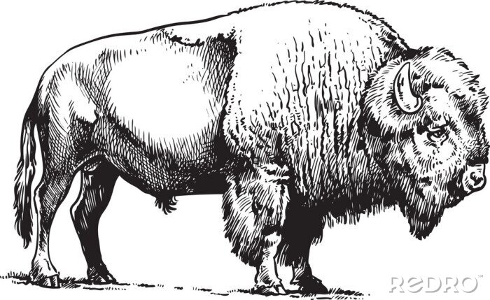 Sticker Tekening zwart-wit Amerikaanse bizonschets