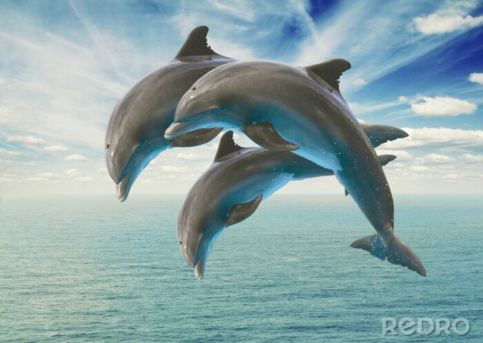 Sticker three  jumping dolphins