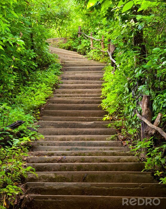 Sticker Trap naar het bos