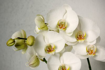 Trendy orchideeën op grijze achtergrond