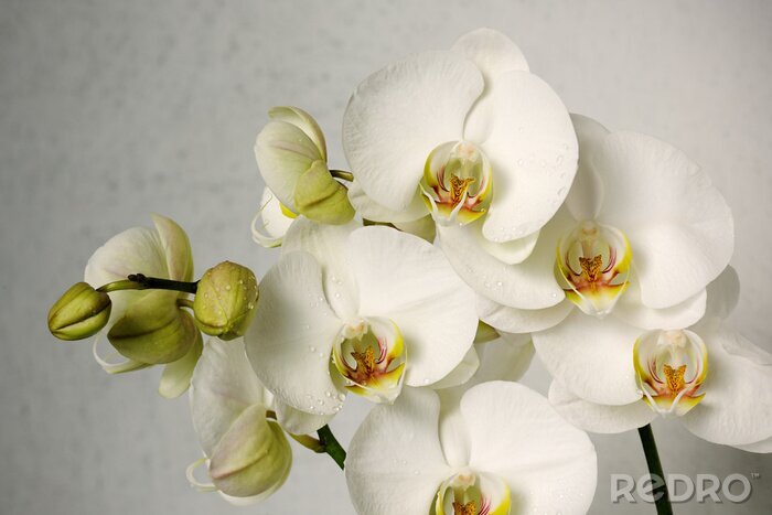Sticker Trendy orchideeën op grijze achtergrond