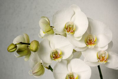 Fotobehang Trendy orchideeën op grijze achtergrond