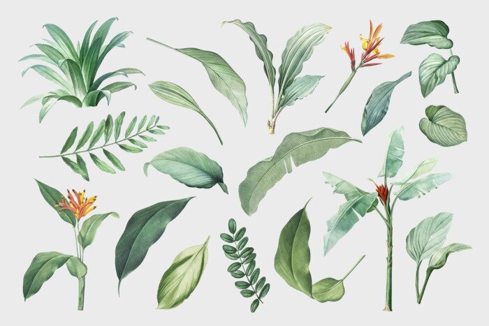 Sticker Tropical leaves and plants