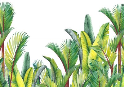 Sticker Tropical palm trees and banana leaves. Isolated watercolor background.