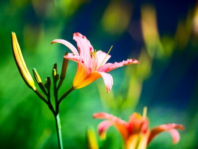 Sticker Tropische bloem op onscherpe achtergrond