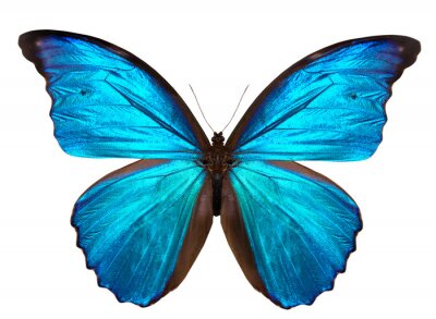 Sticker Tropische vlinder in blauwe tinten