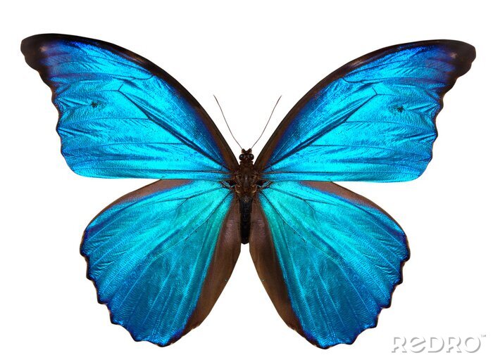 Sticker Tropische vlinder in blauwe tinten