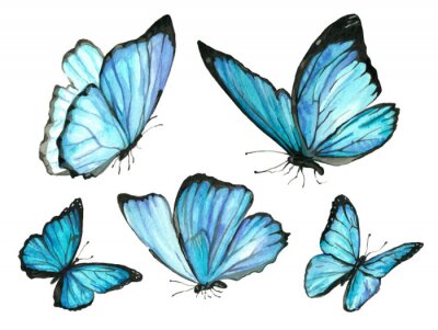 Sticker Tropische vlinders met lichtblauwe vleugels