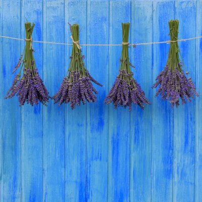 Sticker Trossen lavendel op een blauwe achtergrond