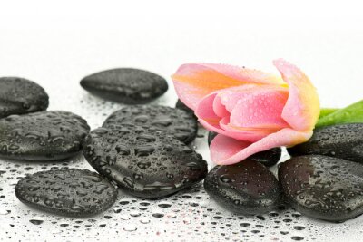 Sticker Tulipan na kamieniach doen spa