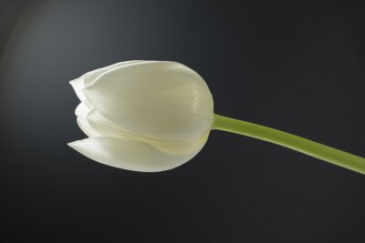 Sticker Tulp op grijze achtergrond