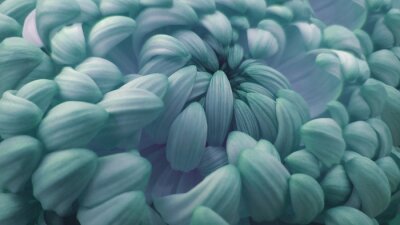 Turquoise chrysant bloemen close-up