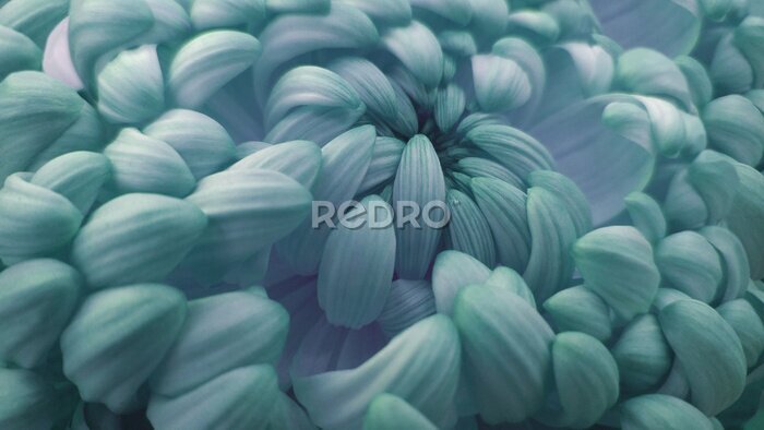 Sticker Turquoise chrysant bloemen close-up