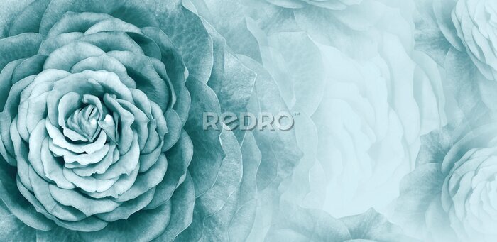 Sticker Turquoise roos bloemen achtergrond