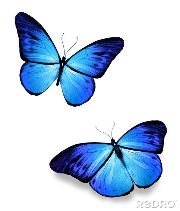 Sticker Twee blauwe vlinders