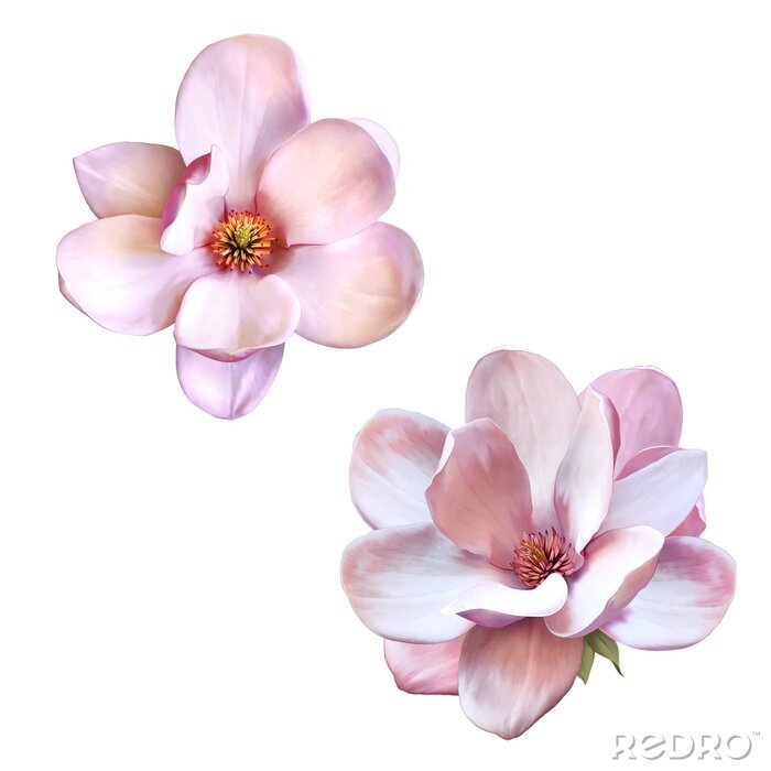 Sticker Twee bloeiende magnolia's