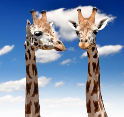 Sticker Twee Giraffen
