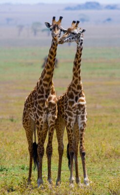 Twee giraffen in savanne. Kenia. Tanzania. Oost Afrika. Een uitstekende illustratie.