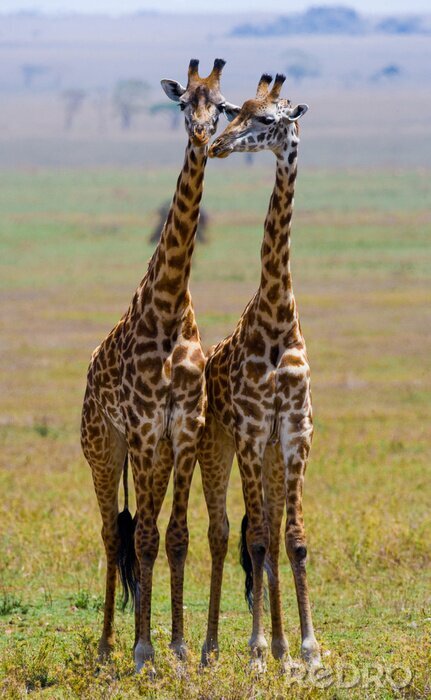 Sticker Twee giraffen in savanne. Kenia. Tanzania. Oost Afrika. Een uitstekende illustratie.