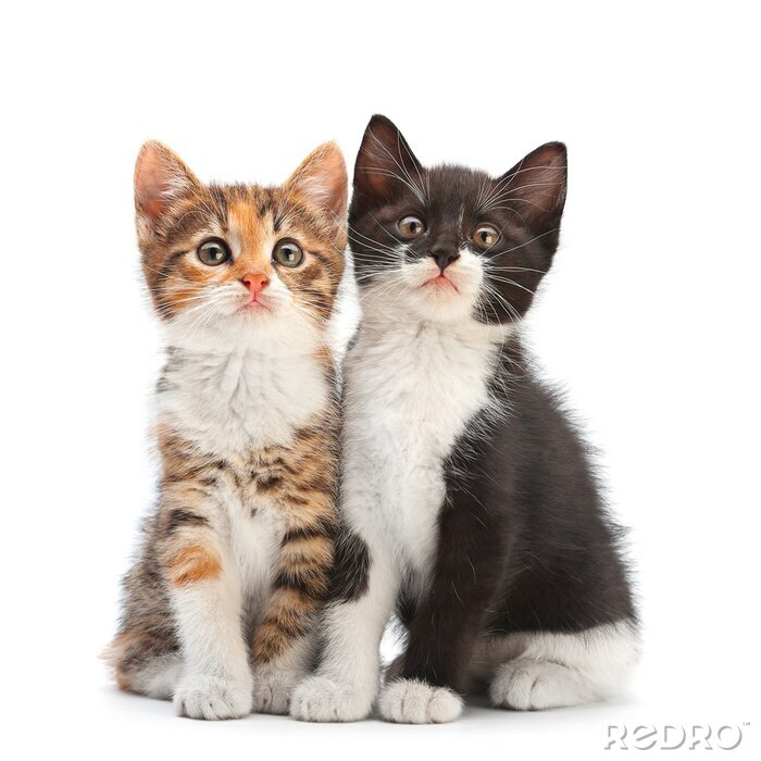 Sticker Twee kitten vergadering