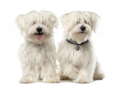Sticker Twee Maltese hond, 2 jaar oud, zitten