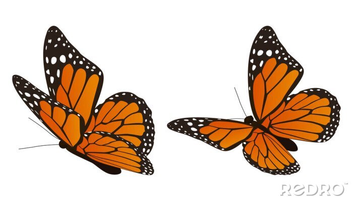 Sticker Twee oranje vlinders met witte stippen