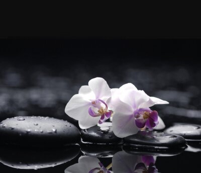 Sticker Twee orchidee met stenen op natte achtergrond