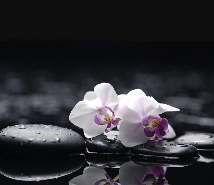 Sticker Twee orchidee met stenen op natte achtergrond