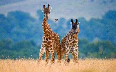 Twee schattige giraffen in Tanzania