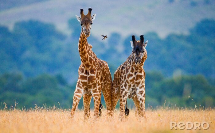 Sticker Twee schattige giraffen in Tanzania