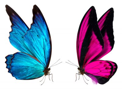 Sticker Twee vlinders kijken elkaar aan