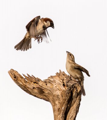 Sticker Twee vogels op witte achtergrond