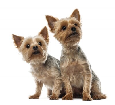Sticker Twee Yorkshire Terriers zitten en wegkijken