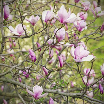 Twijgen met roze magnolia
